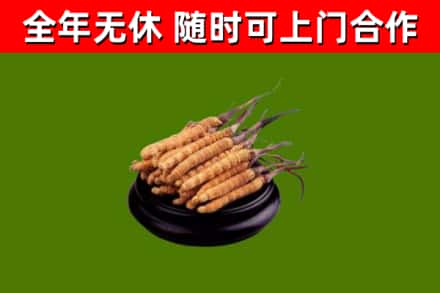 稻城县回收散虫草